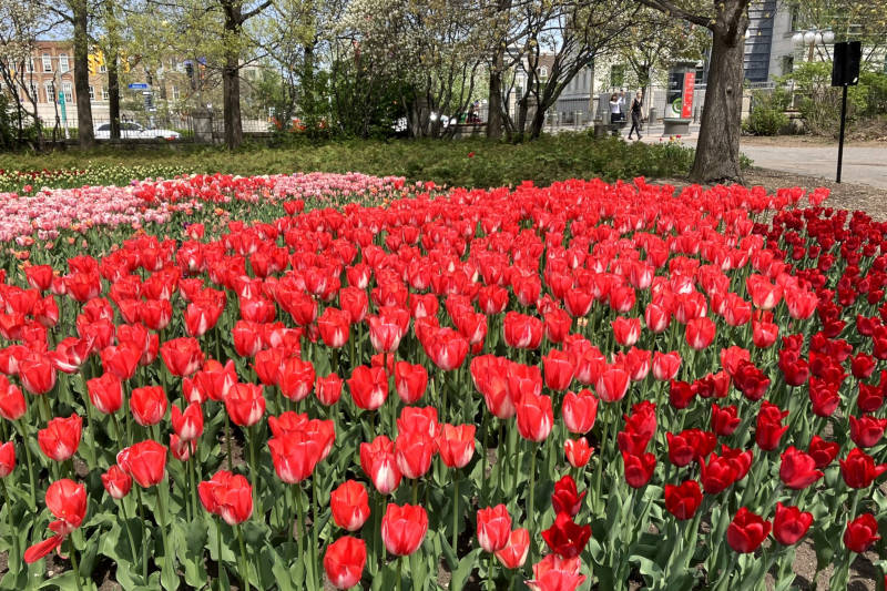 Major Hills Park, Ottawa