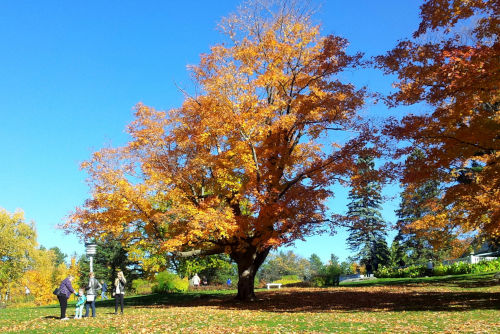 Hogsback Park, Ottawa Hogsback Park, Ottawa